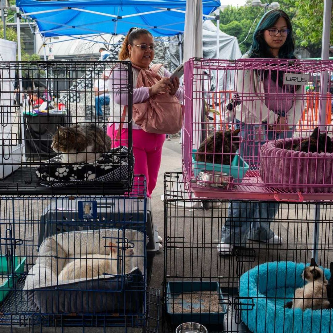 Exitosa jornada de adopción de perros y gatos en la CDMX